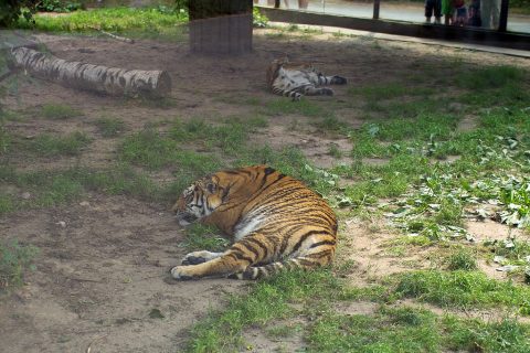 ZOO Dvůr Králové